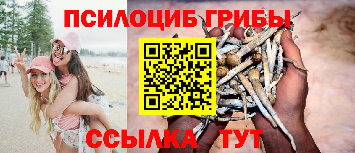 Галлюциногенные грибы Psilocybe Дальнереченск